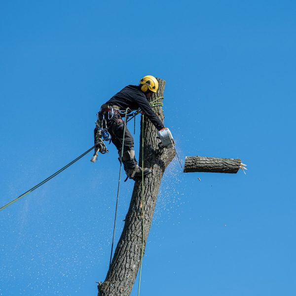 tree-removal-augusta-ga tree-removal-augusta-ga