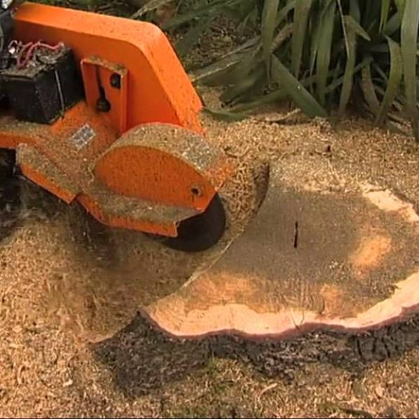 stump-grinding-augusta-ga stump-grinding-augusta-ga
